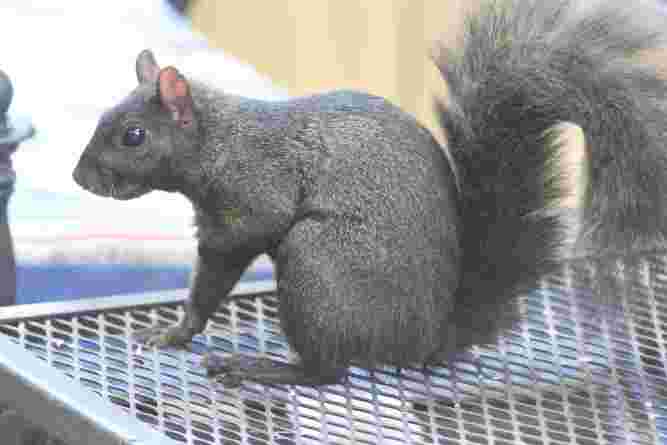 Black Squirrel